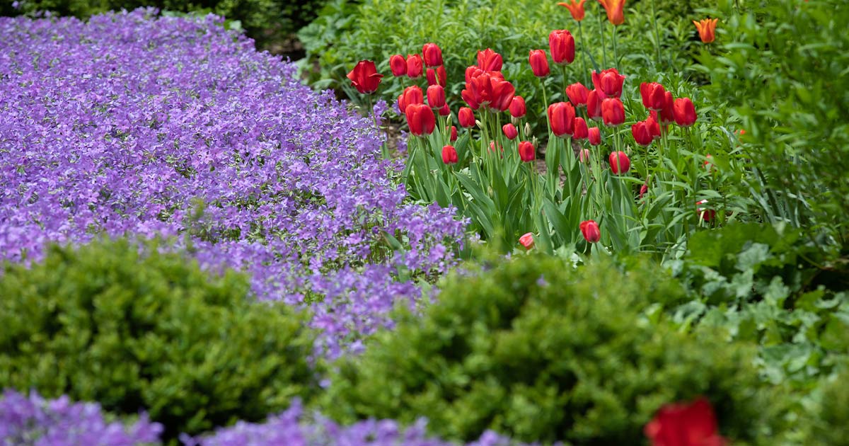Red tulips, purple flowers, and green foliage outside of The Laurel Rittenhouse Square.